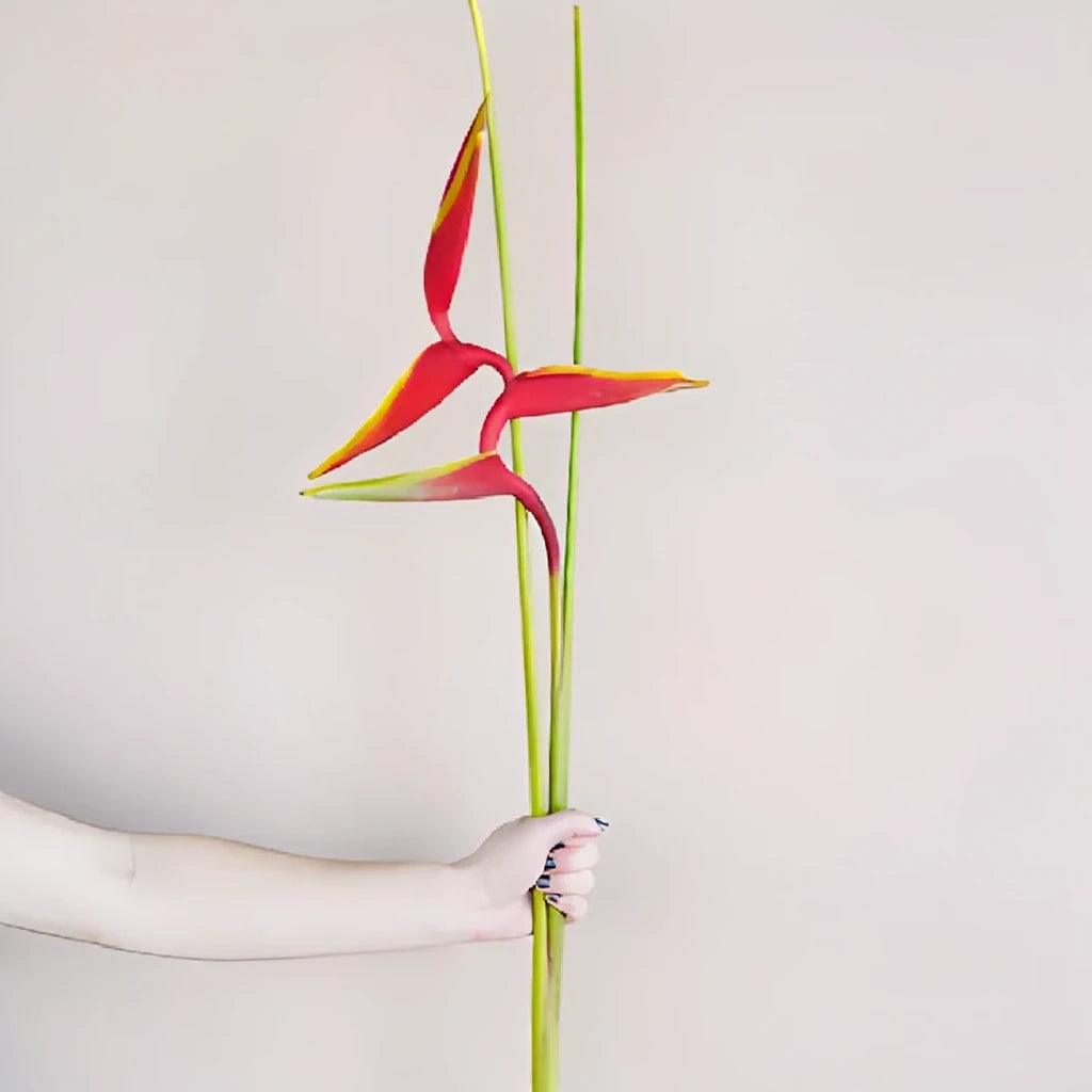 Heliconia Tropicals - Red - alternative 2