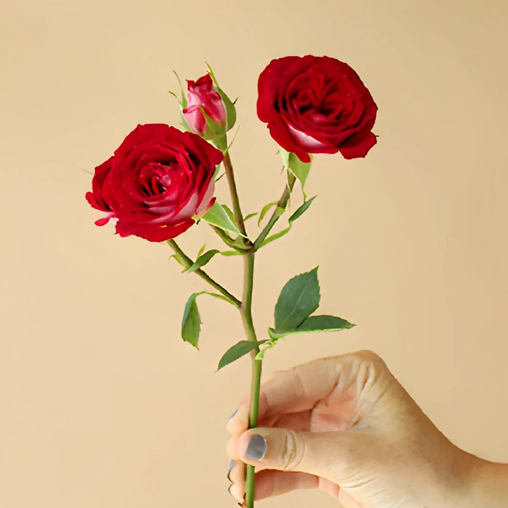Red Roses Spray - alternative 3