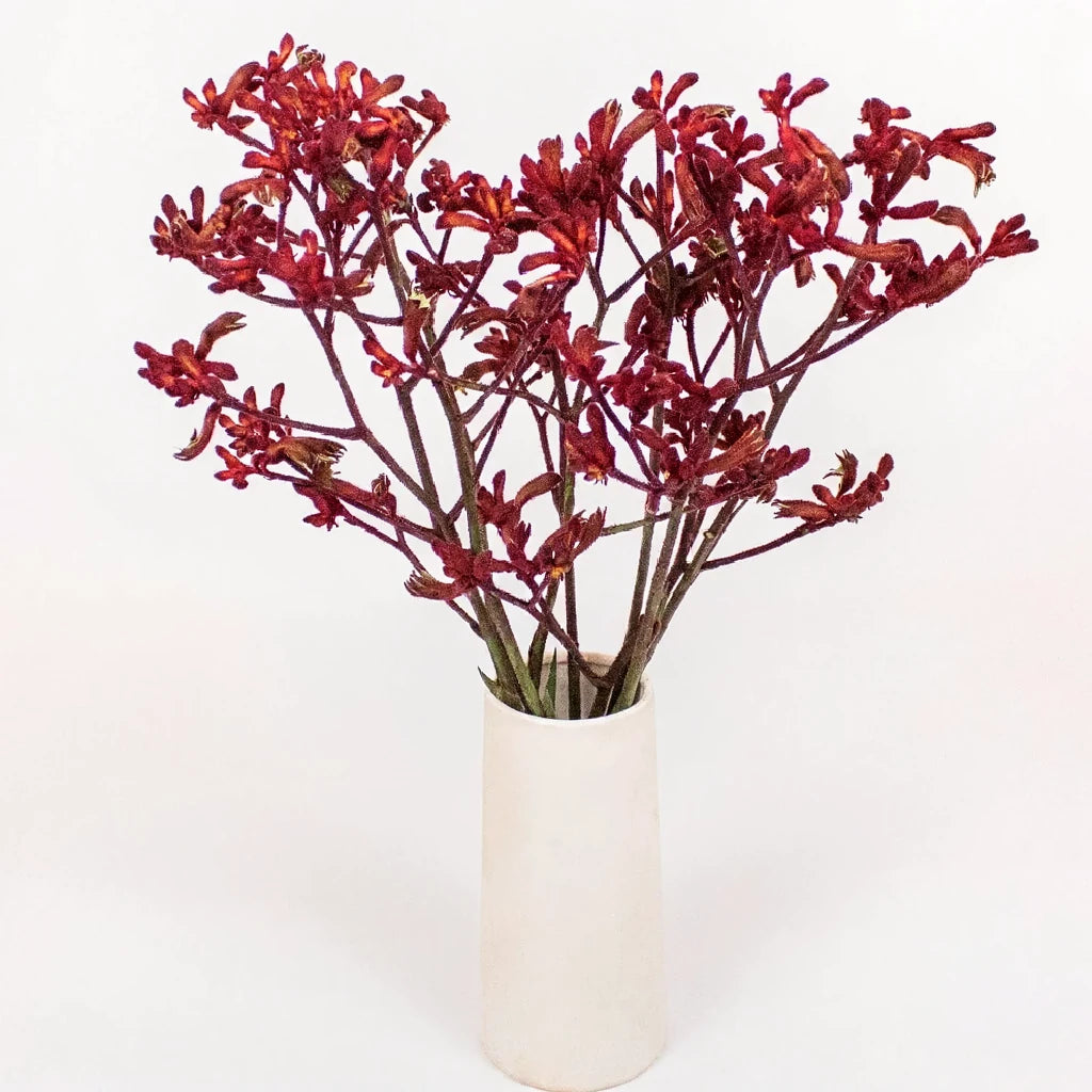 Red Kangaroo Paw - alternative 2