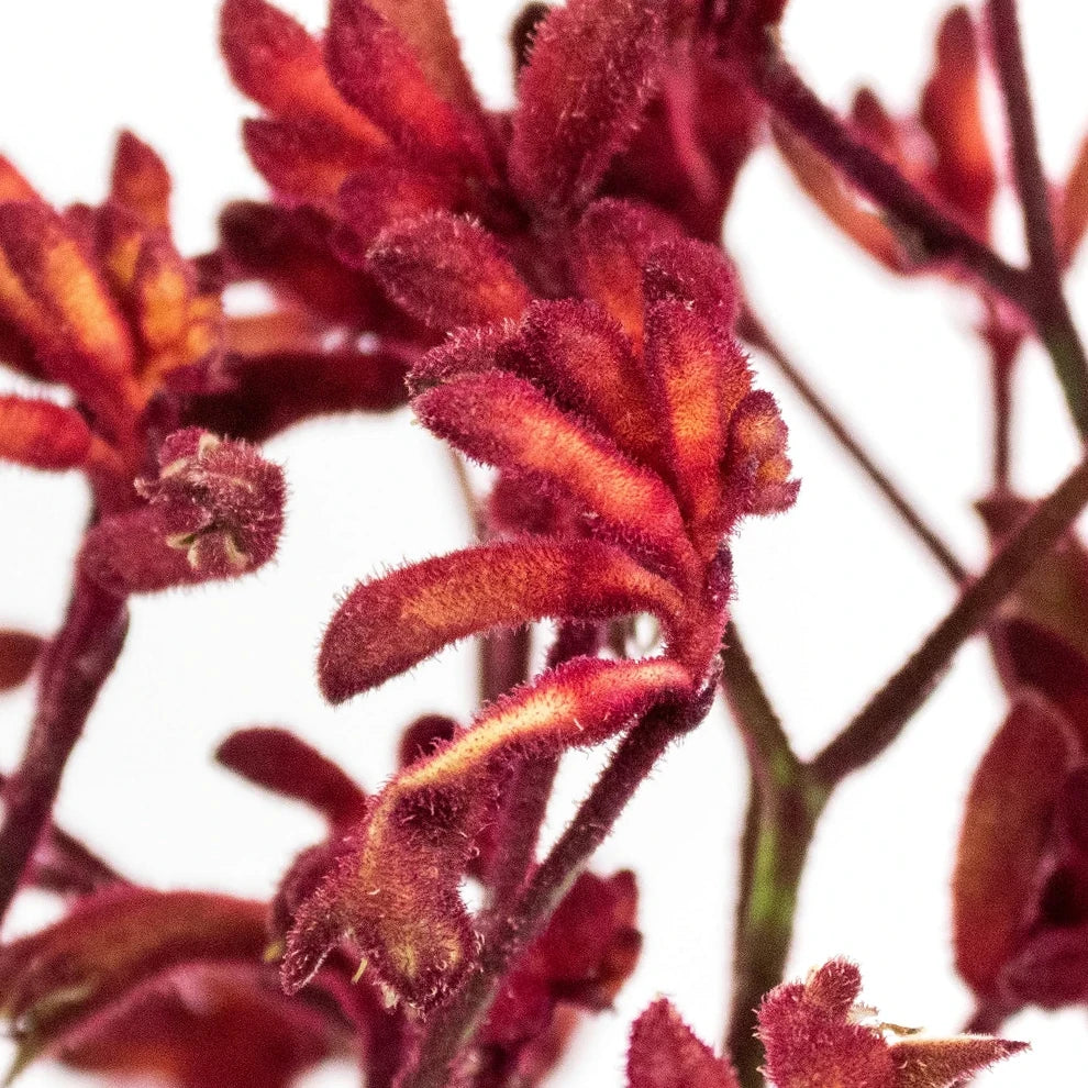 Red Kangaroo Paw - main