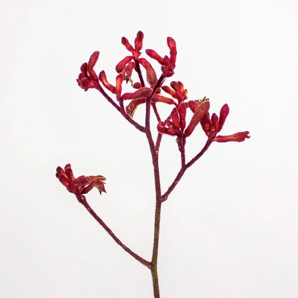 Red Kangaroo Paw - alternative 1