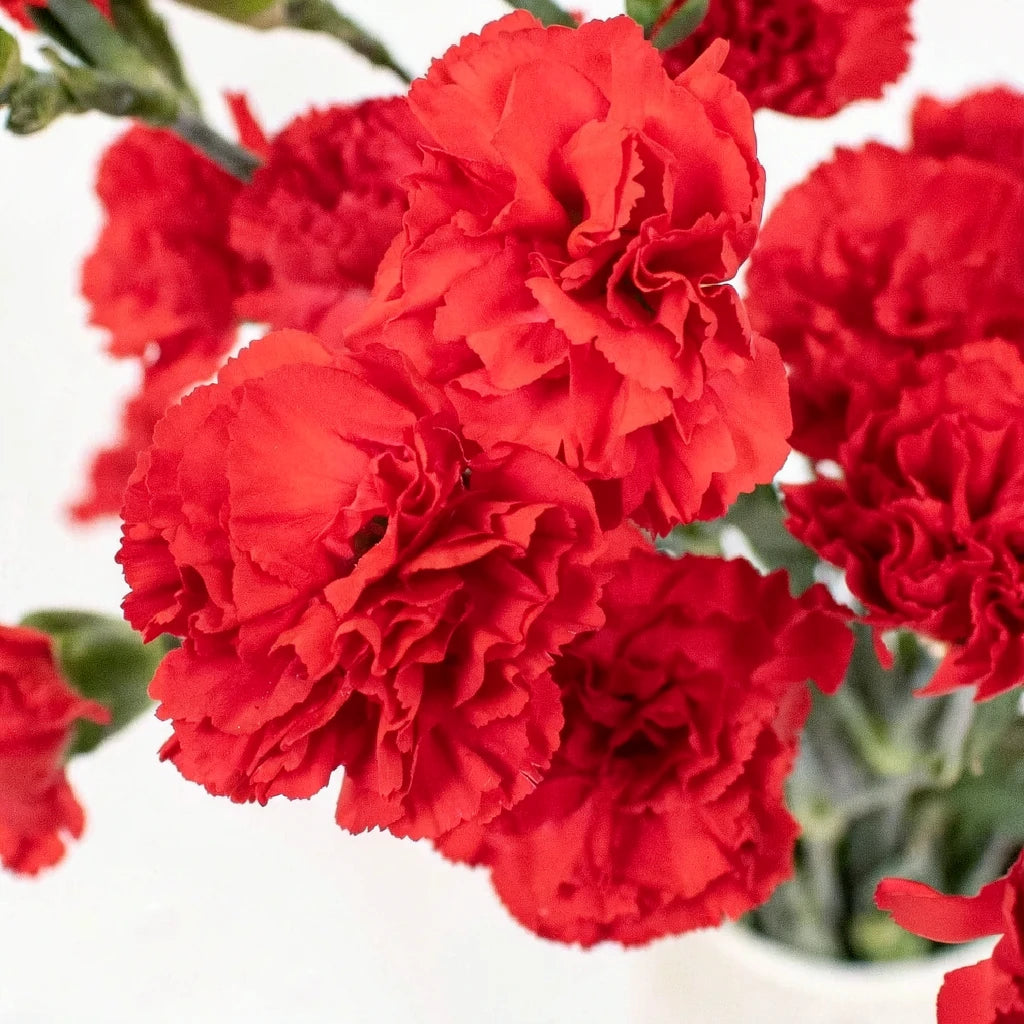 Red Carnations - alternative 1
