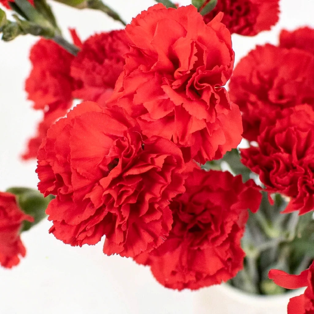 Red Carnations Mini - alternative 2