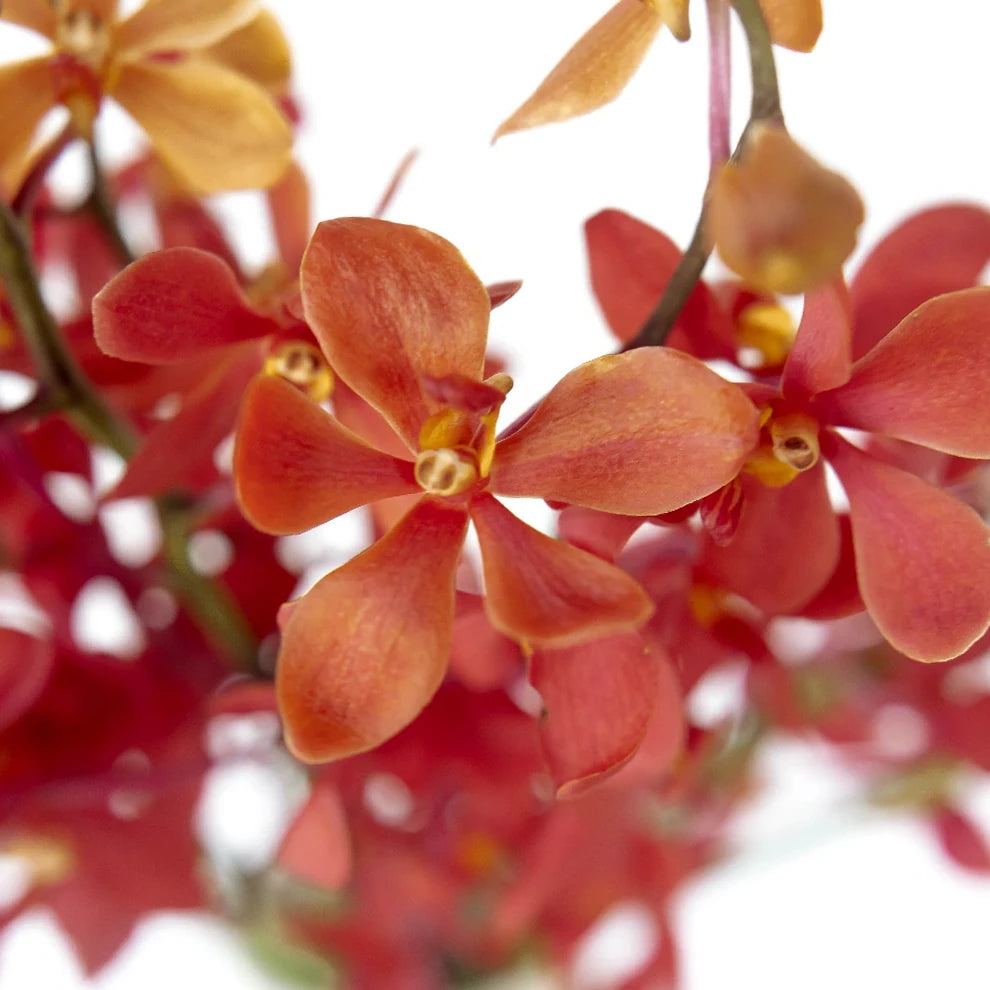Red Orchids Vanda - main
