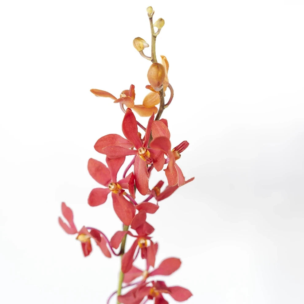Red Orchids Vanda - alternative 2