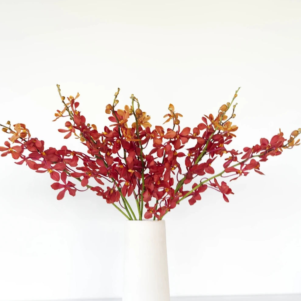 Red Orchids Aranda & Aranthera - main
