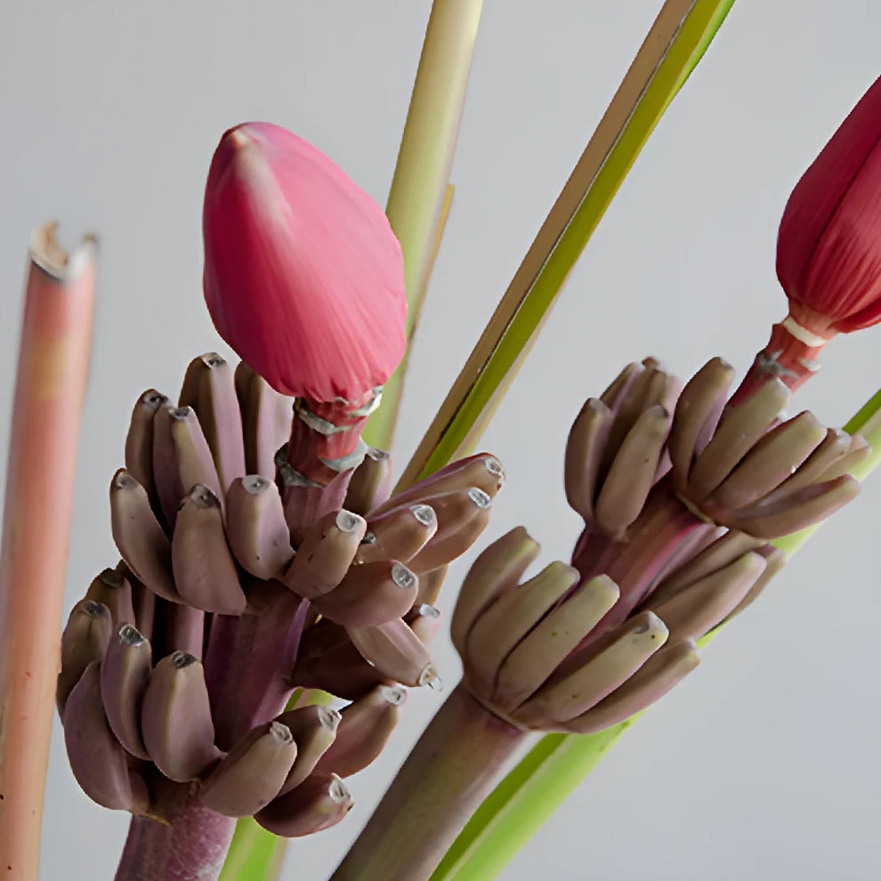 Musa Banana Flower Tropicals - Mauve - alternative 2