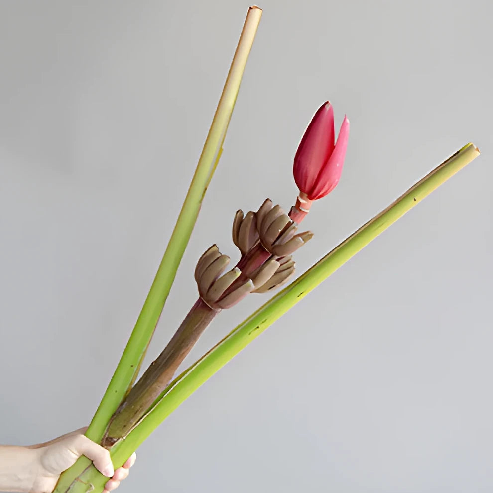 Musa Banana Flower Tropicals - Mauve - alternative 1
