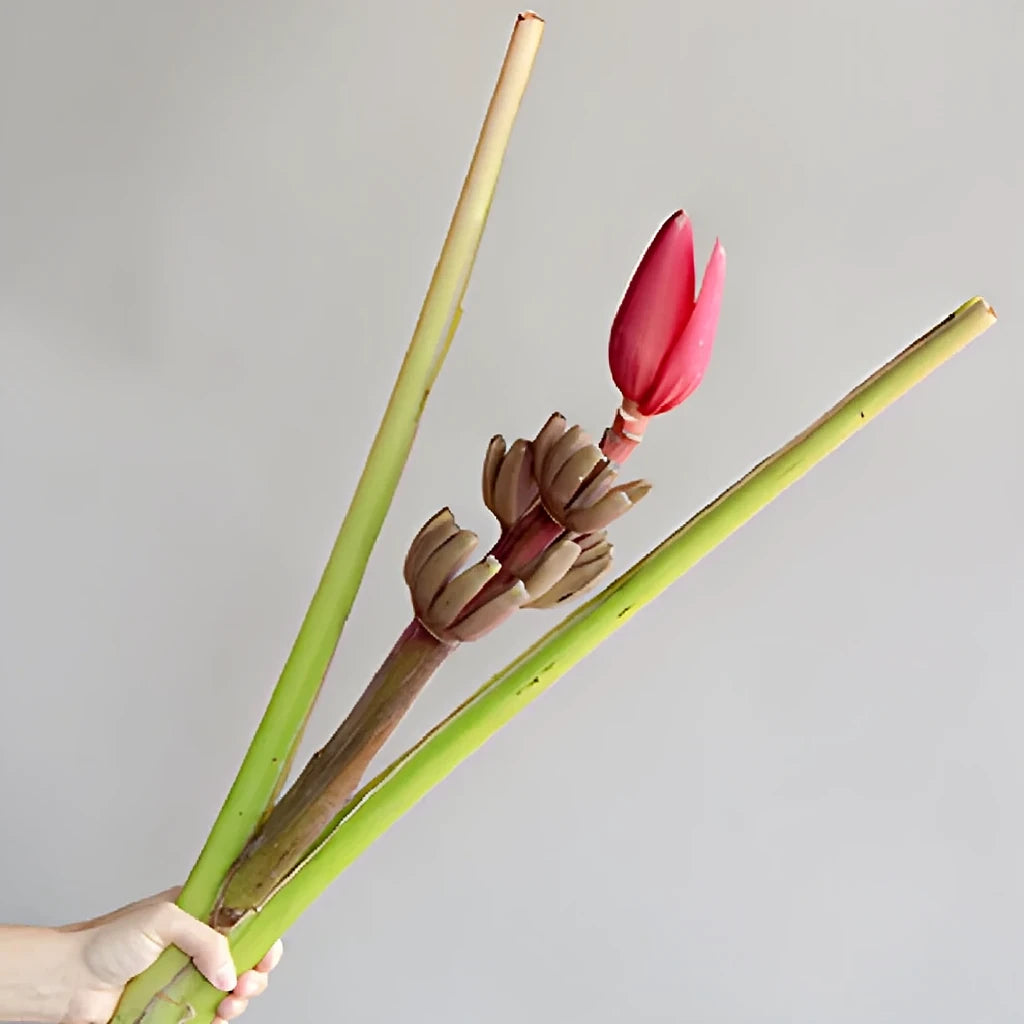 Musa Banana Flower Tropicals - Mauve - main