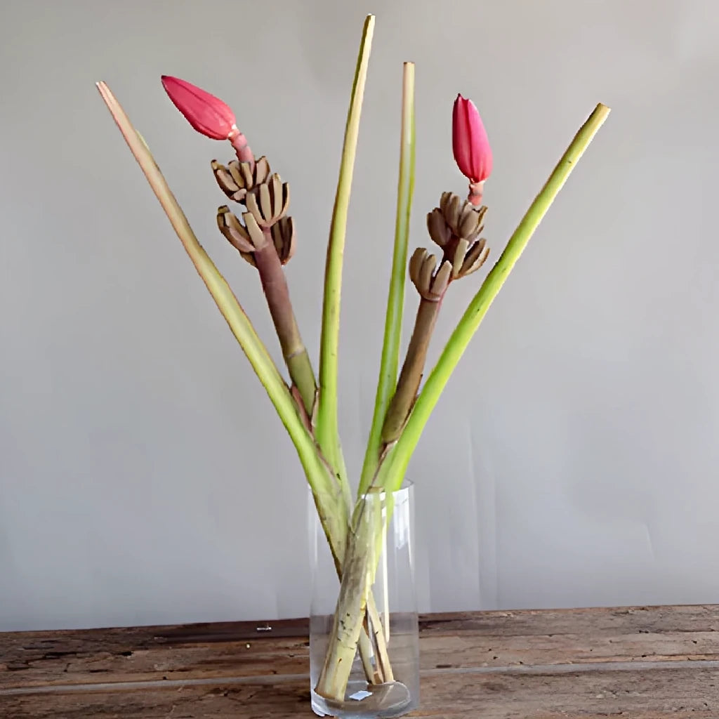 Musa Banana Flower Tropicals - Mauve - alternative 3