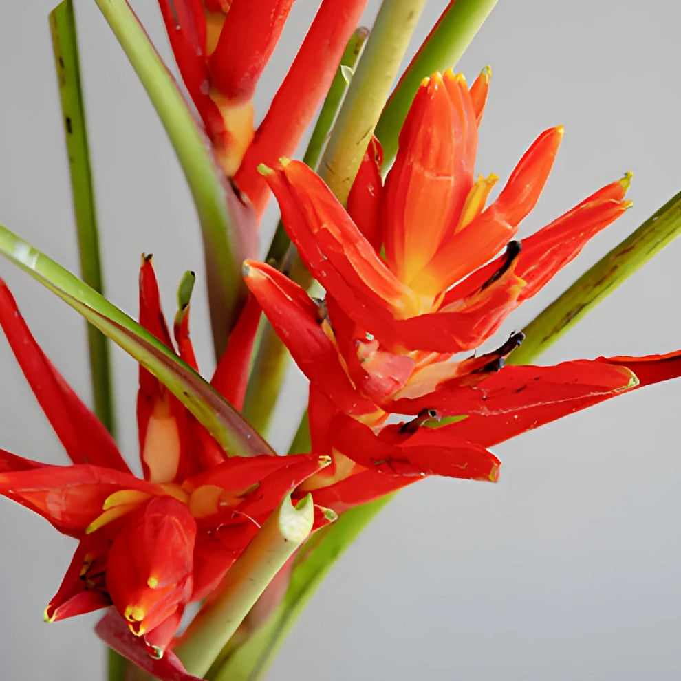 Musa Banana Flower Tropicals - Red - alternative 2