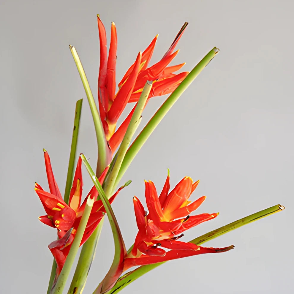 Musa Banana Flower Tropicals - Red - main