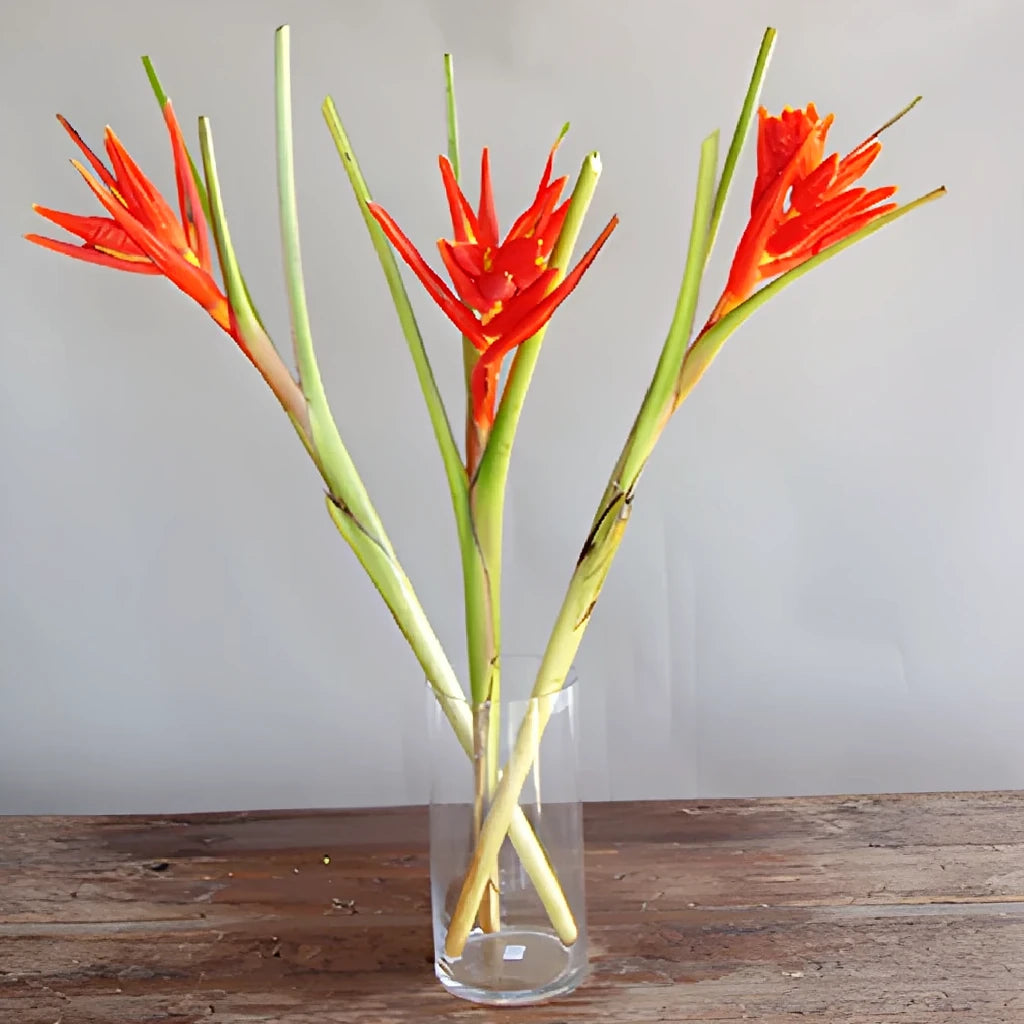 Banksia Coccinea Tropicals - alternative 2
