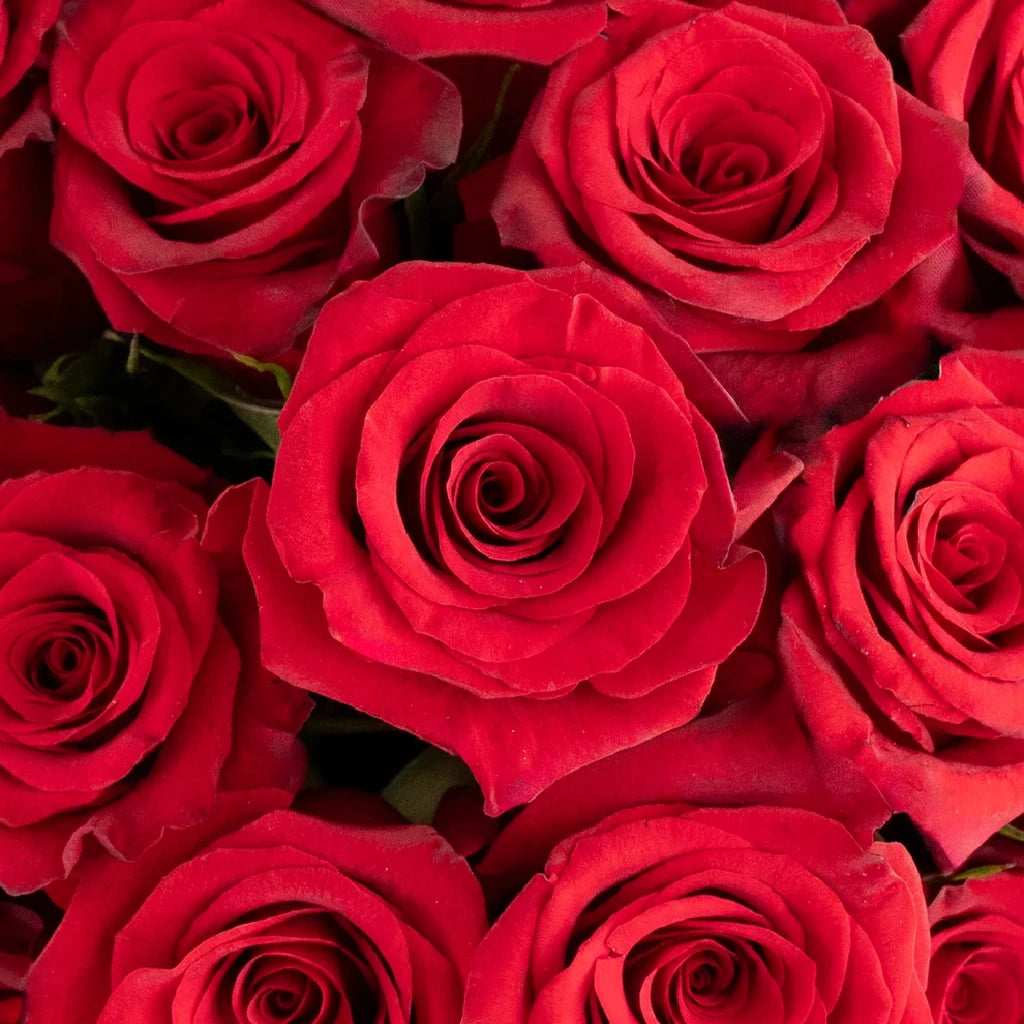 Red Paris Roses Standard - alternative 1