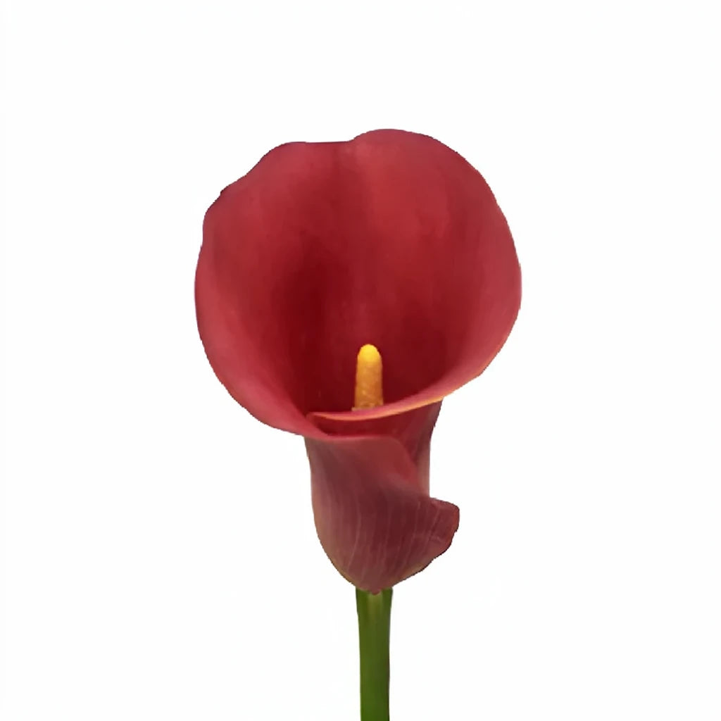 California Calla Lily Mini - alternative 2