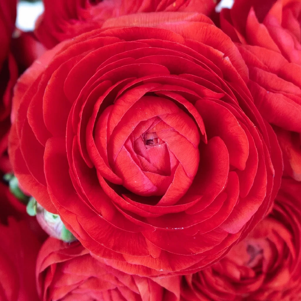 Red Ranunculus - alternative 1