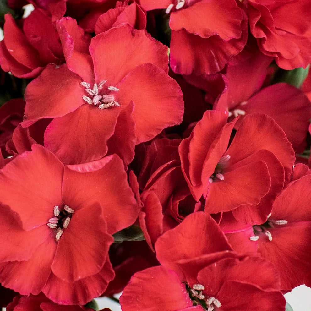 Solomio Red Dianthus - alternative 2