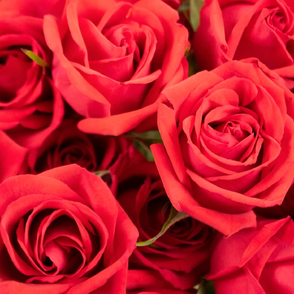 Scarlette Roses Spray - alternative 1