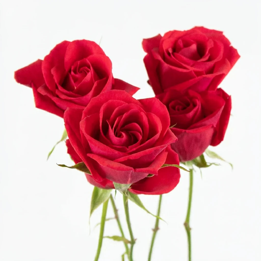 Scarlette Roses Spray - alternative 2