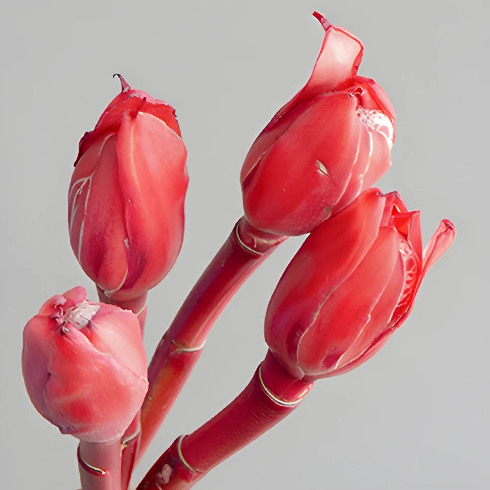 Ginger Red Tropicals - alternative 1