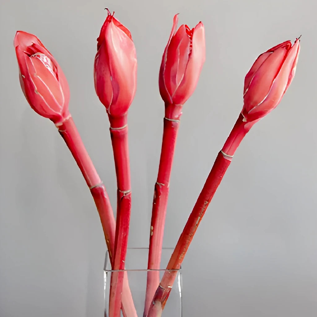 Ginger Red Tropicals - alternative 2