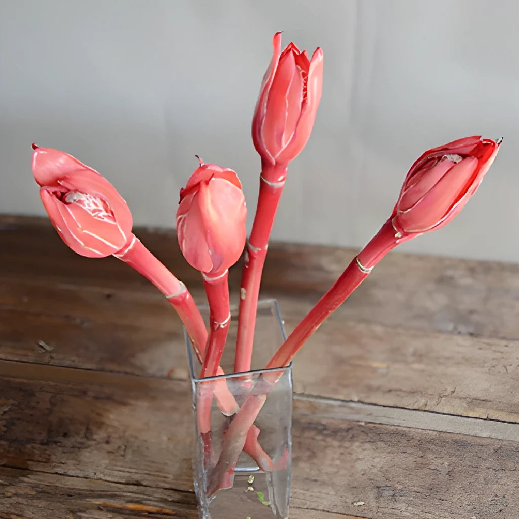 Ginger Red Tropicals - main