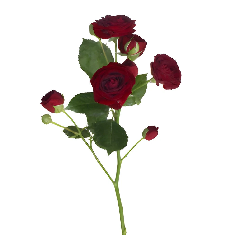 Red Sensation Roses Spray - alternative 1