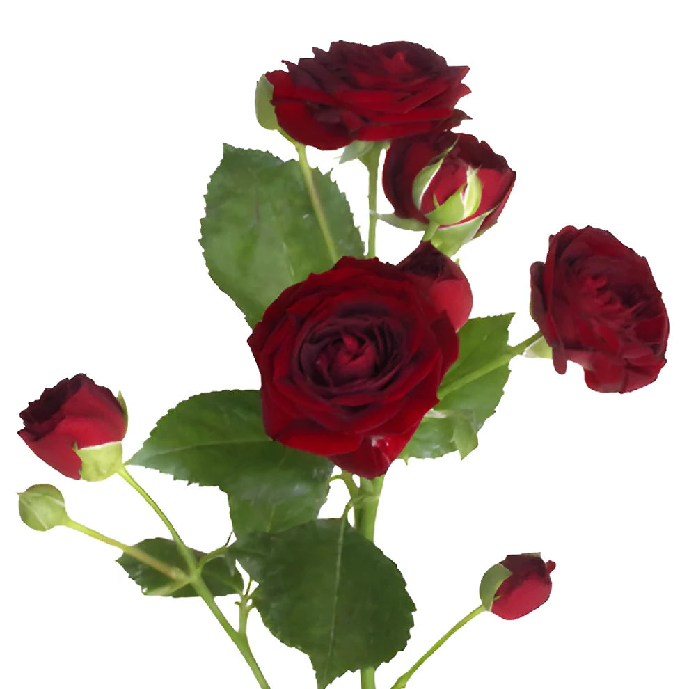 Red Sensation Roses Spray - alternative 3