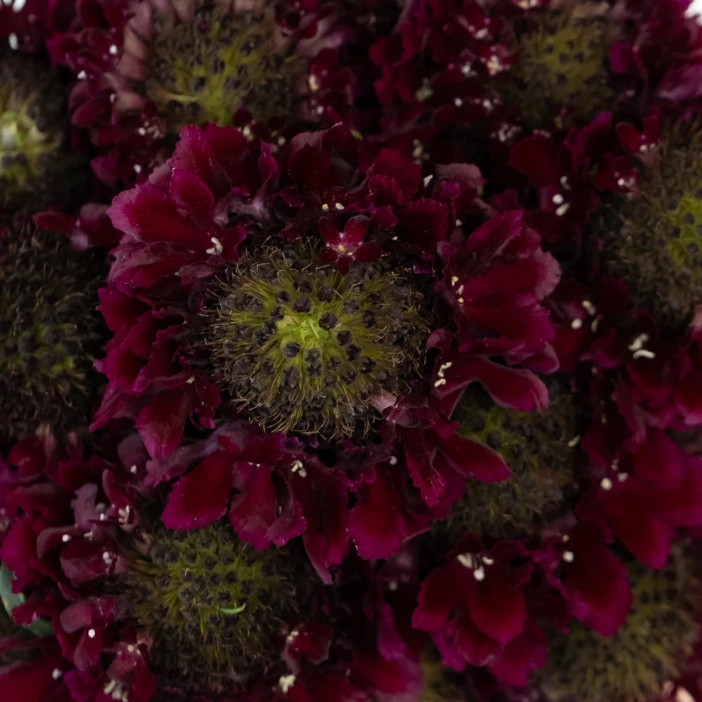 Red Scabiosa - alternative 1