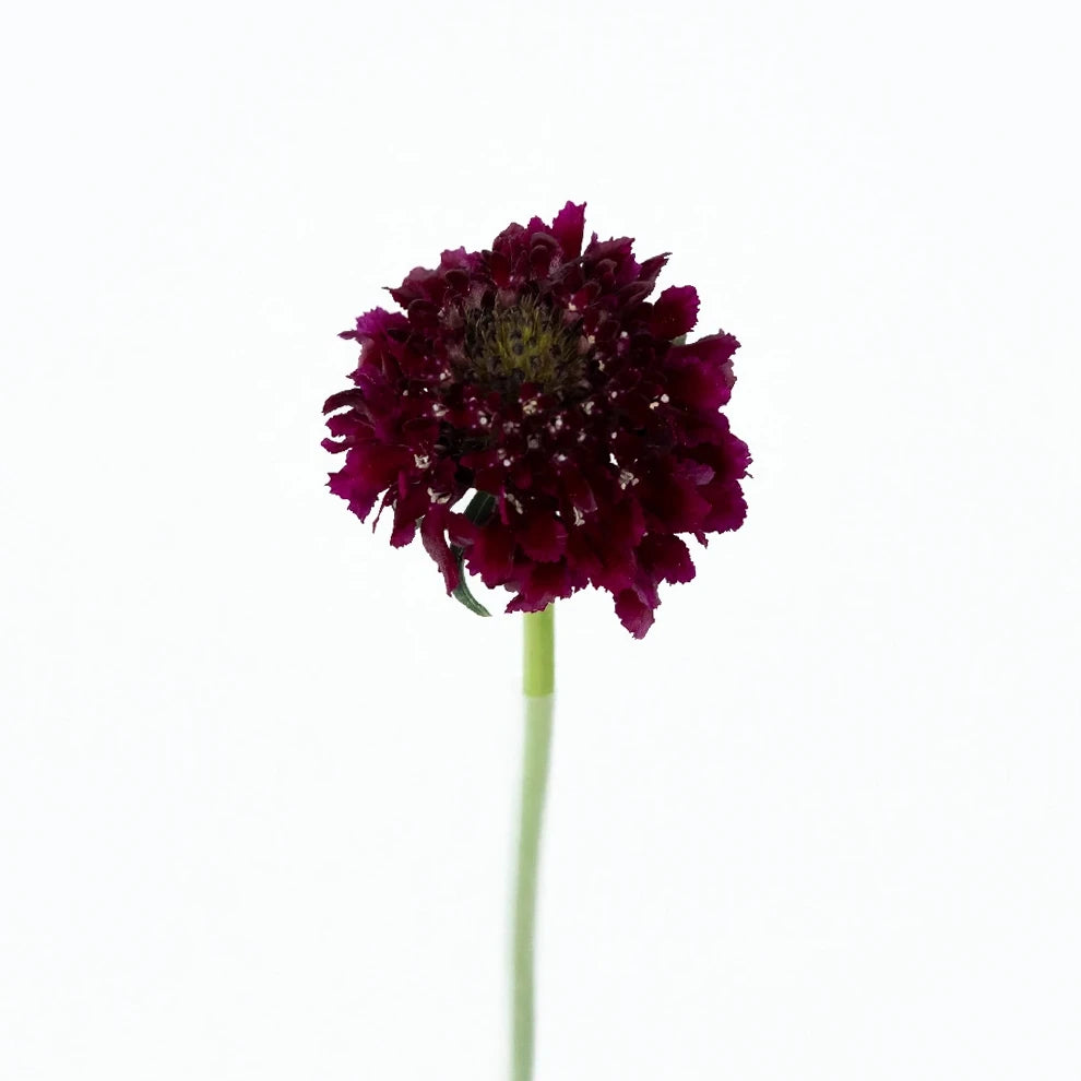 Red Scabiosa - main