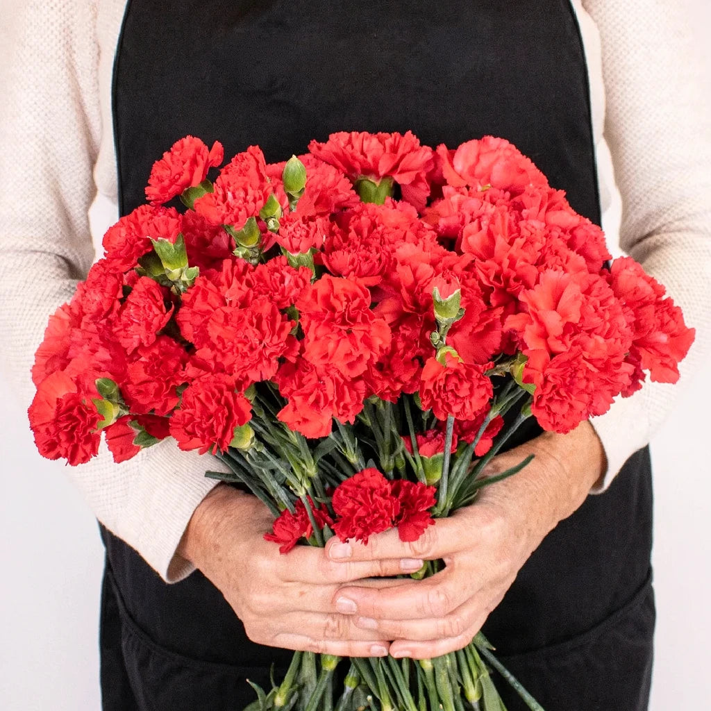 Don Pedro Carnations - alternative 2