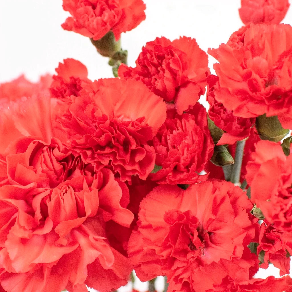 Don Pedro Carnations - alternative 1