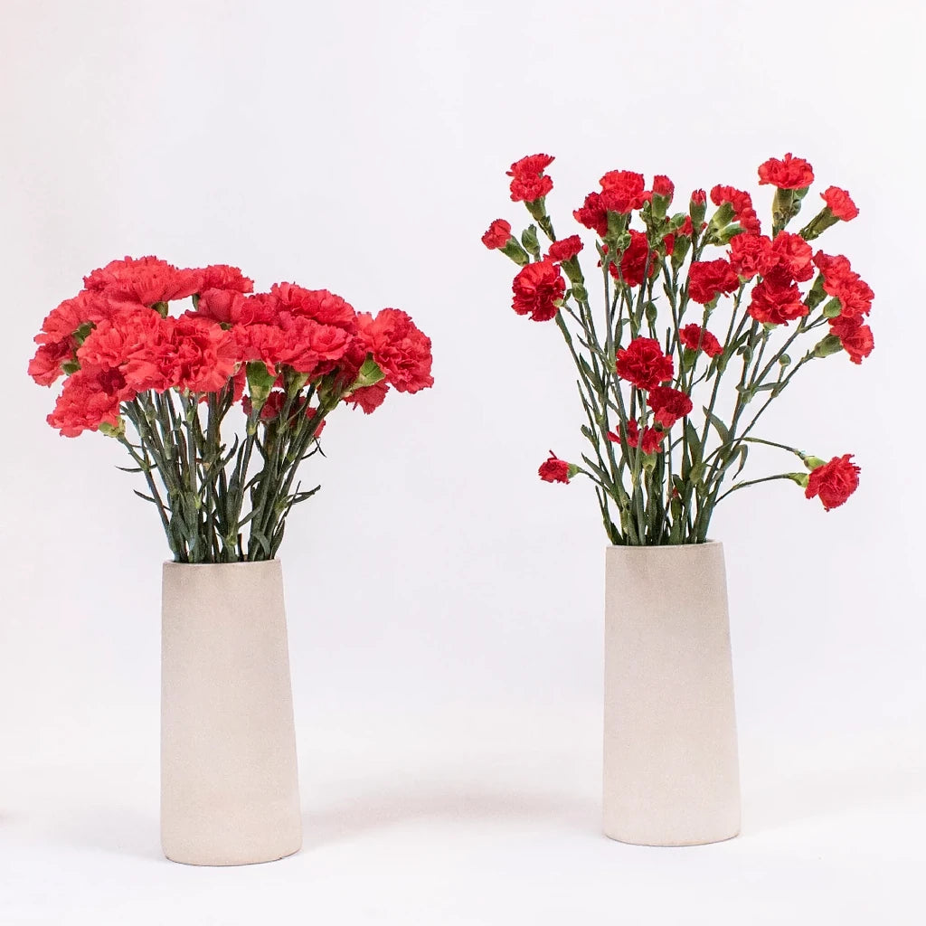 Don Pedro Carnations - main