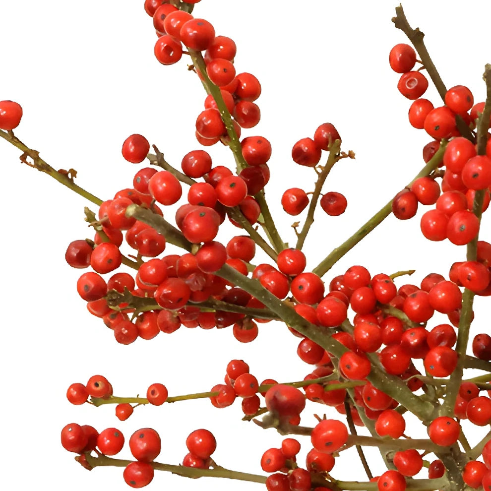 Ilex Berries Berries - alternative 2