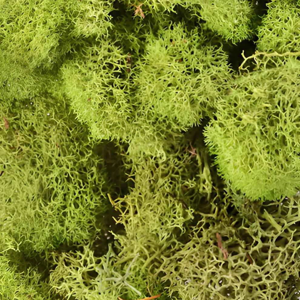 Reindeer Moss Greenery - main