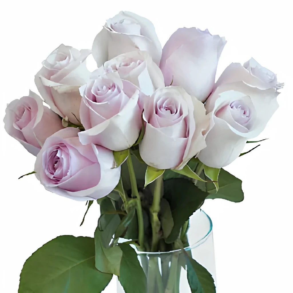 Remembrance Roses Standard - alternative 4