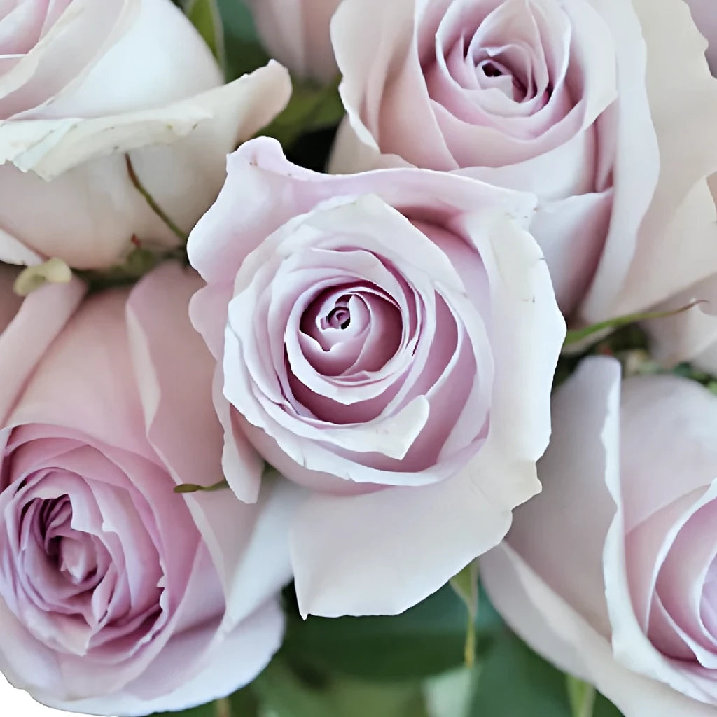 Remembrance Roses Standard - main