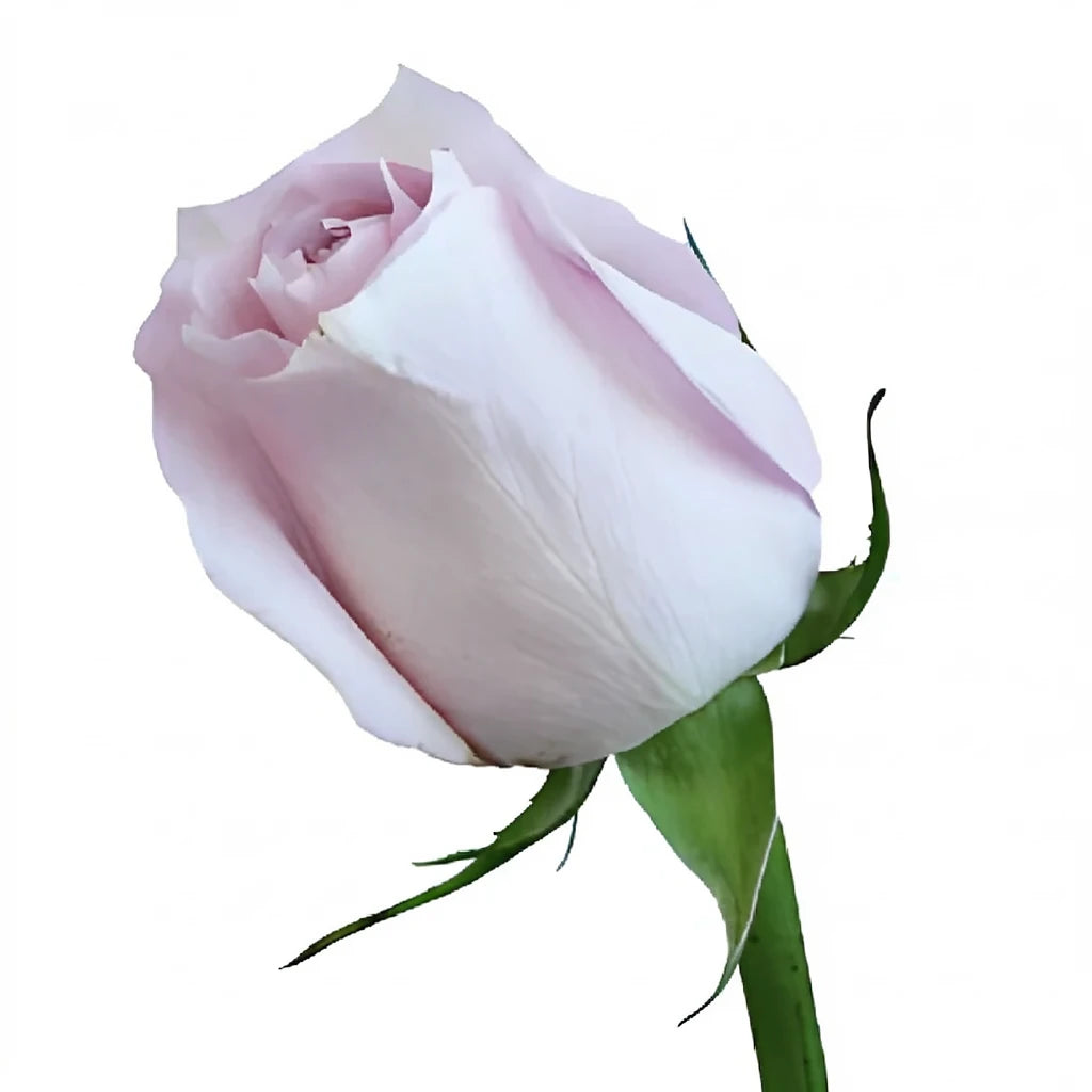 Remembrance Roses Standard - alternative 2