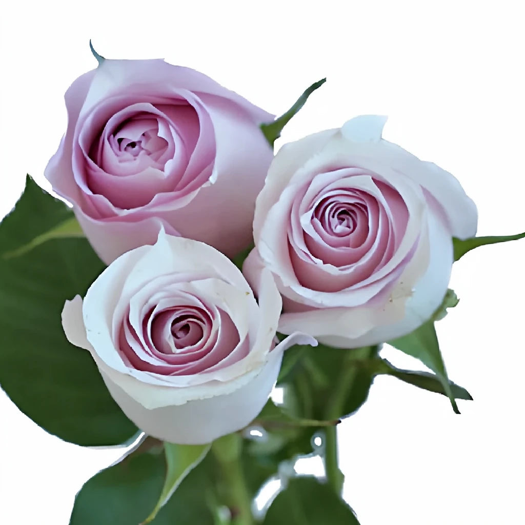 Remembrance Roses Standard - alternative 1