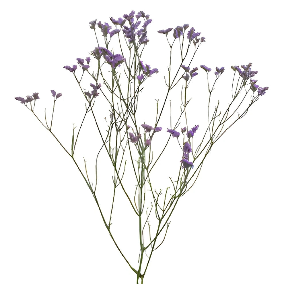 Lavender Limonium - alternative 2