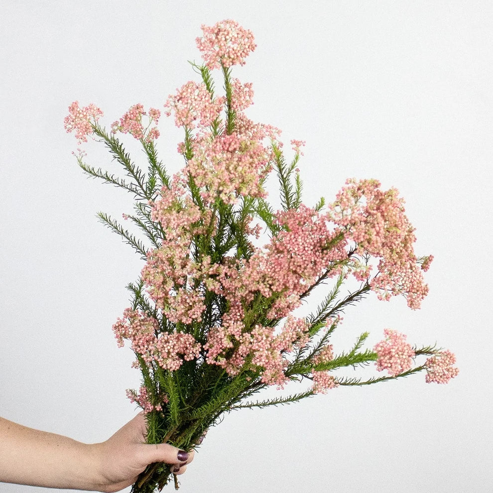Pink Rice Flower - alternative 3