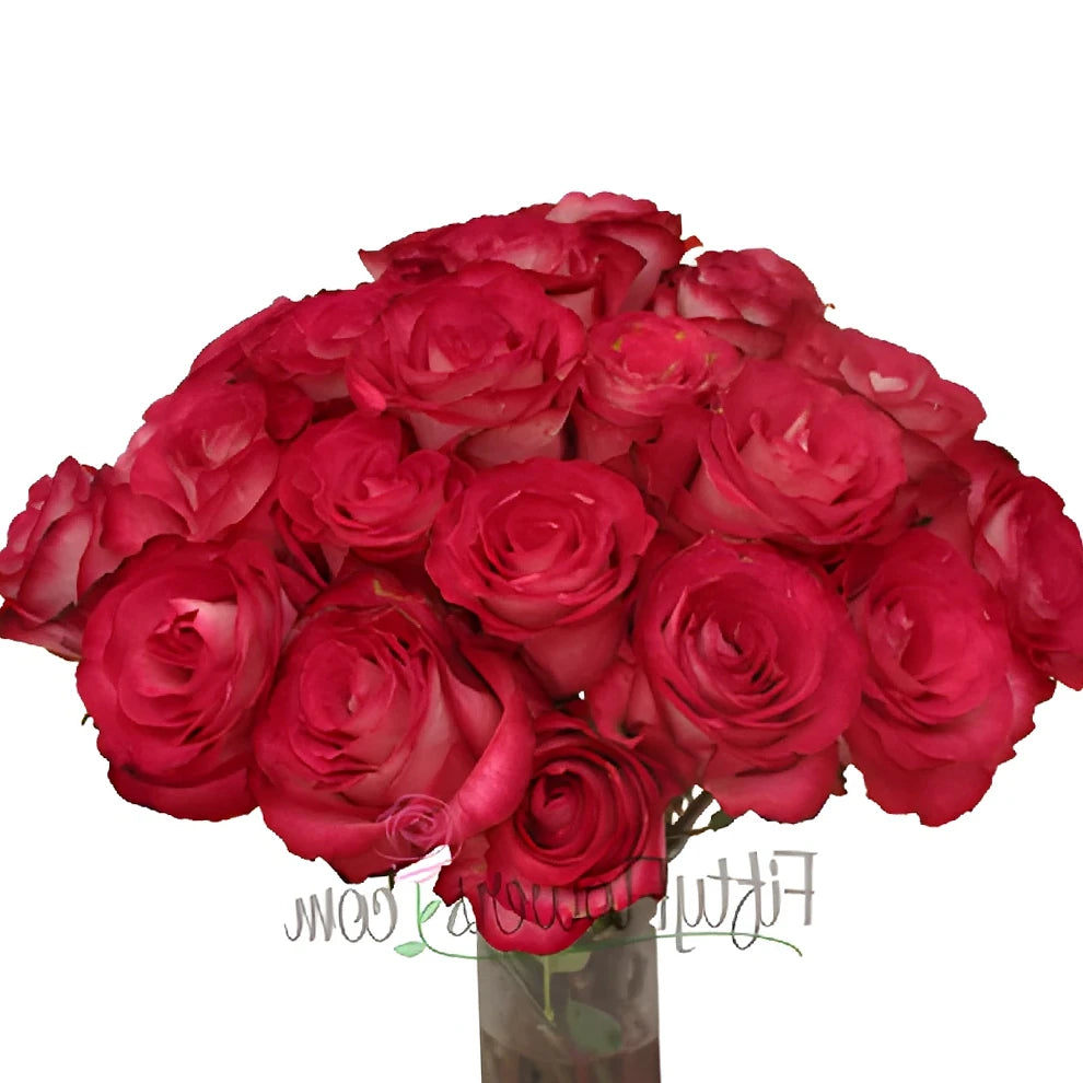 Riviera Roses Standard - main