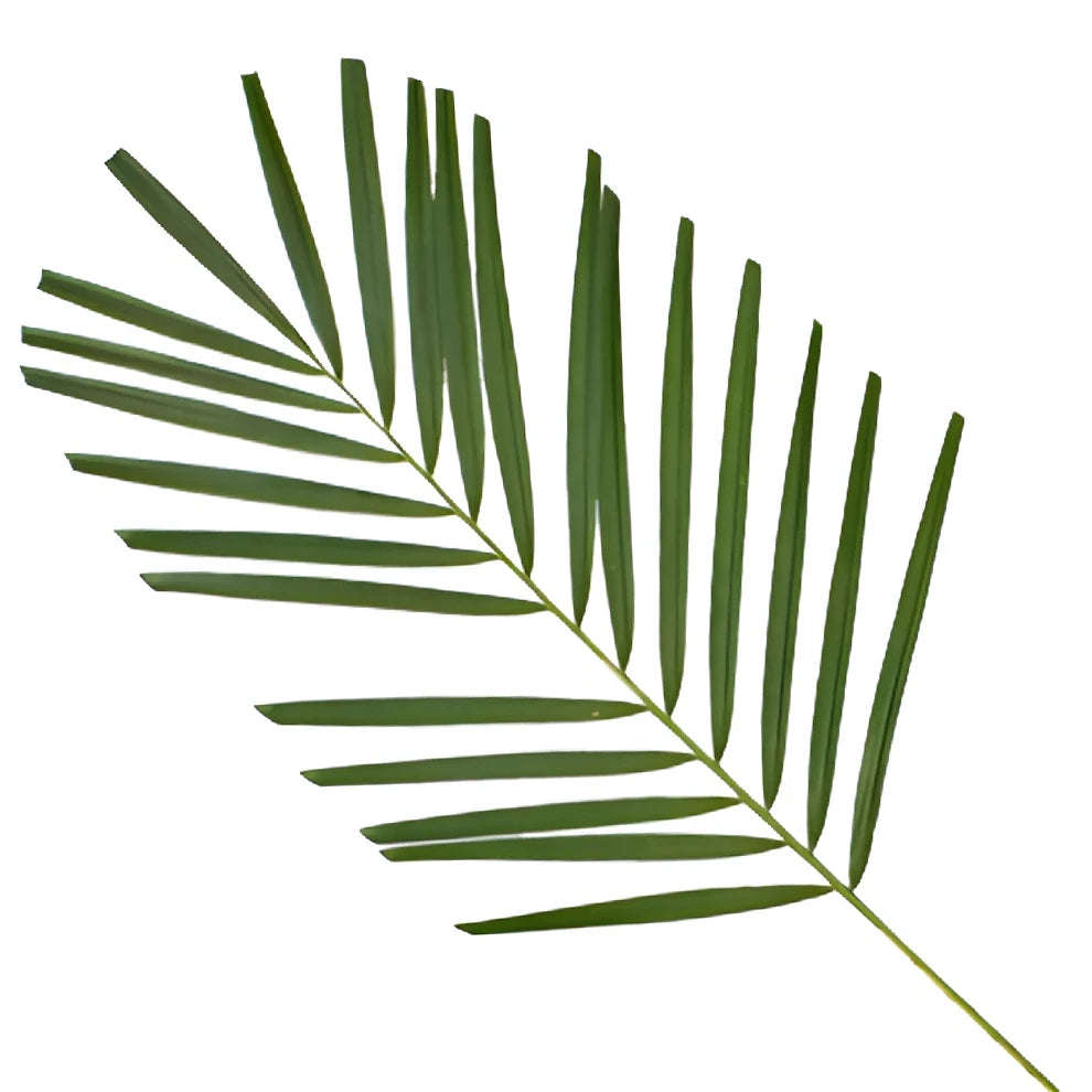 Robellini Greenery - main