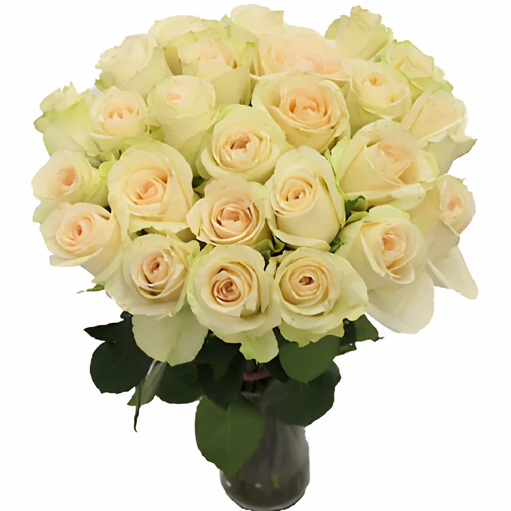 Clear Ocean Roses Standard - main