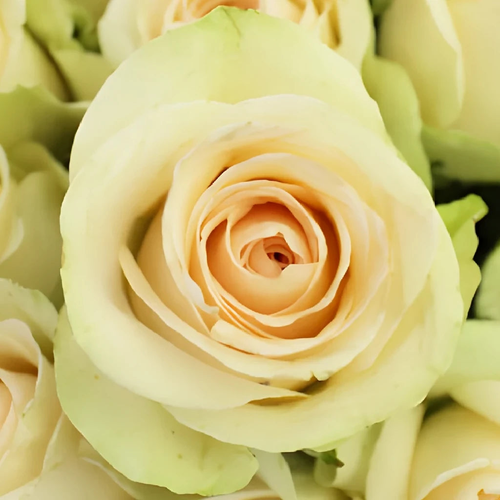 Clear Ocean Roses Standard - alternative 2