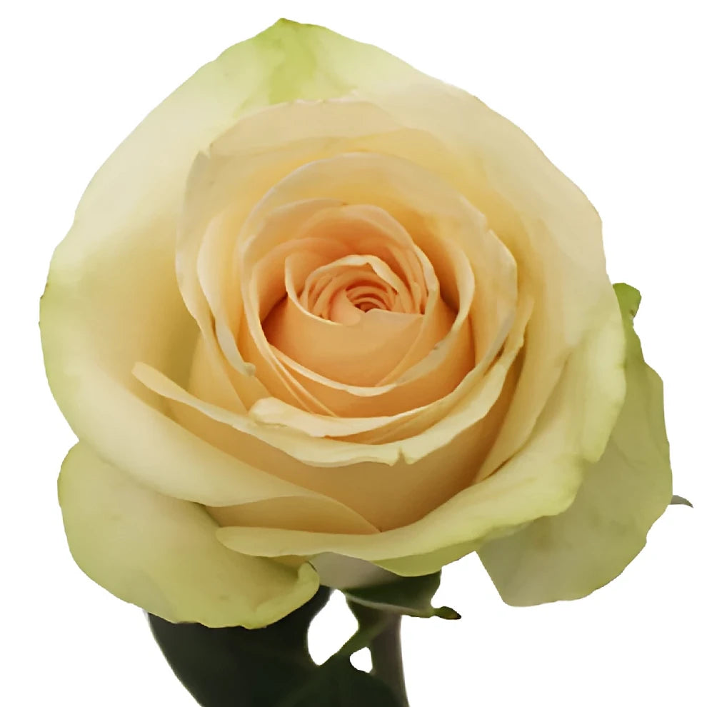 Clear Ocean Roses Standard - alternative 3