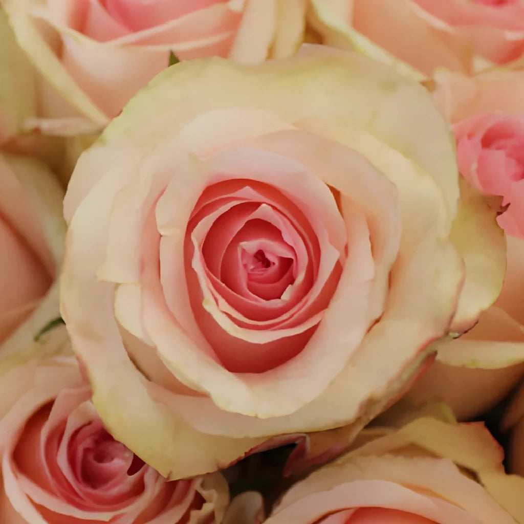 Girlfriend Roses Standard - main