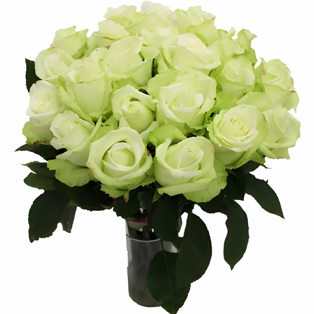 High And Peace Roses Standard - alternative 3