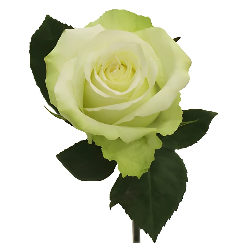 High And Peace Roses Standard - main