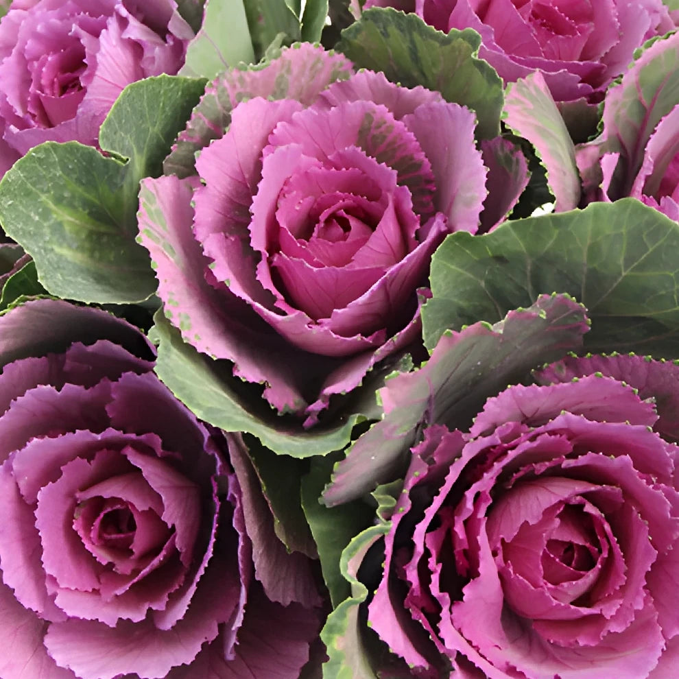 Purple Kale - alternative 1